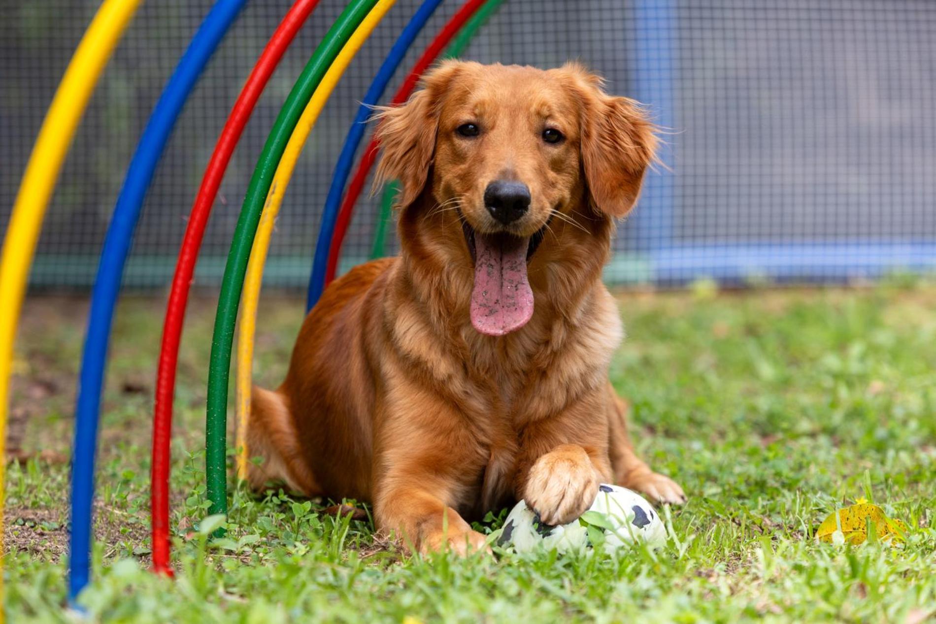 Hotel Dann Carlton Belfort Medellin Bagian luar foto Golden Retriever