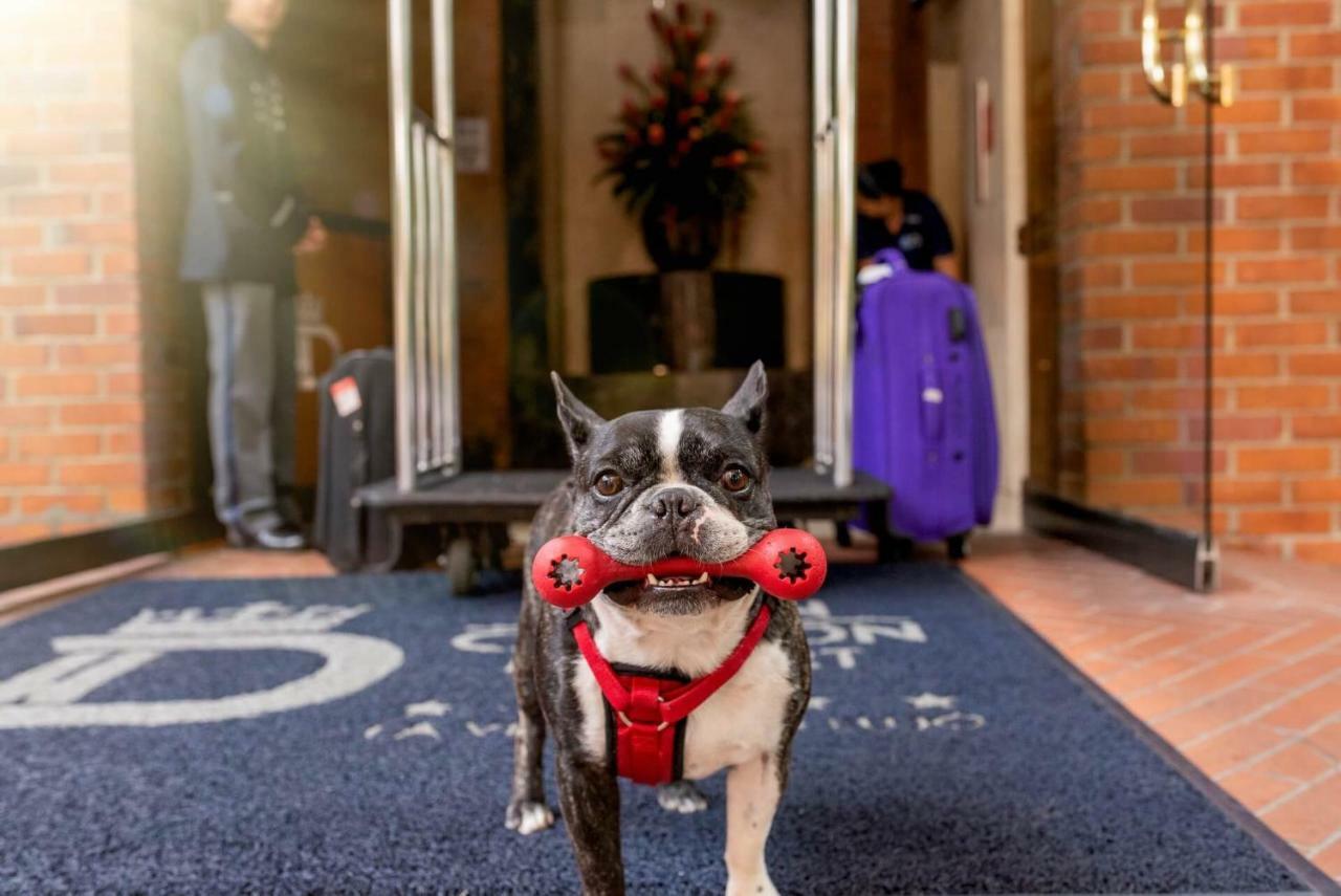 Hotel Dann Carlton Belfort Medellin Bagian luar foto Boston Terrier at the entrance of the hotel